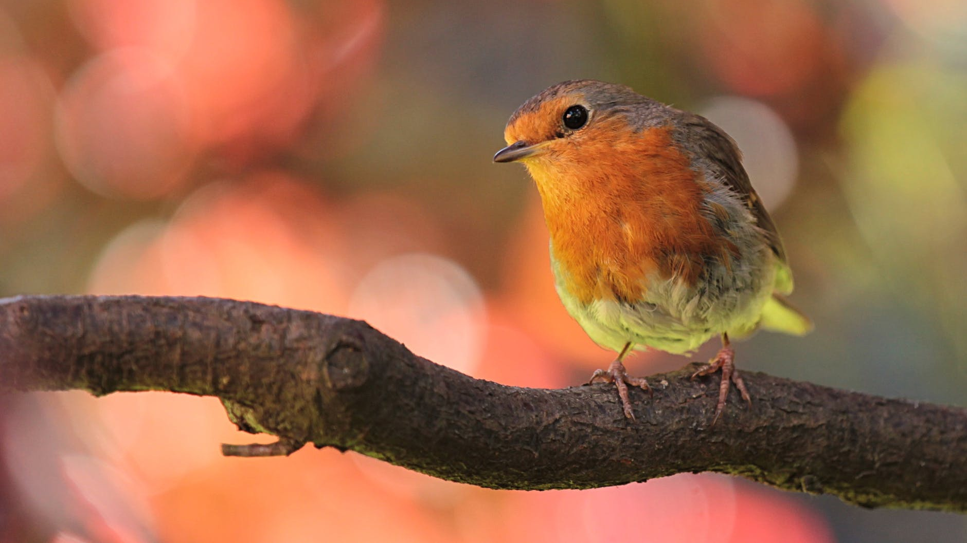 Referenzen Insa Vogt